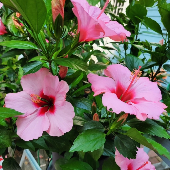 Meet Your Posher! - Picture 2 of 3